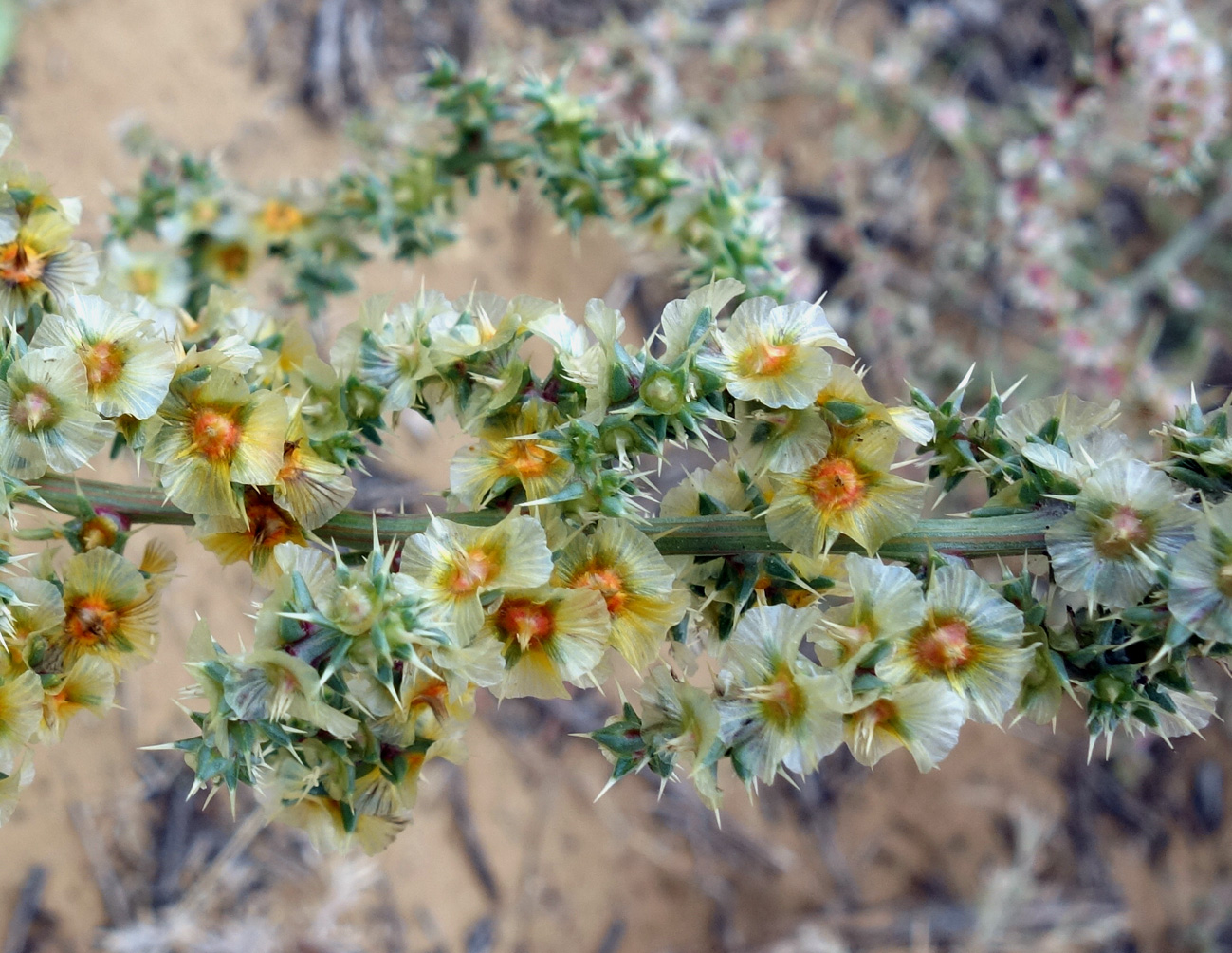 Image of genus Salsola specimen.