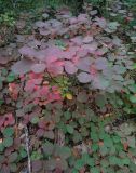 Cotinus coggygria. Молодые растения в осенней окраске. Крым, г. о.Ялта, южный склон горы Ай-Петри, опушка широколиственного леса. 30.09.2019.