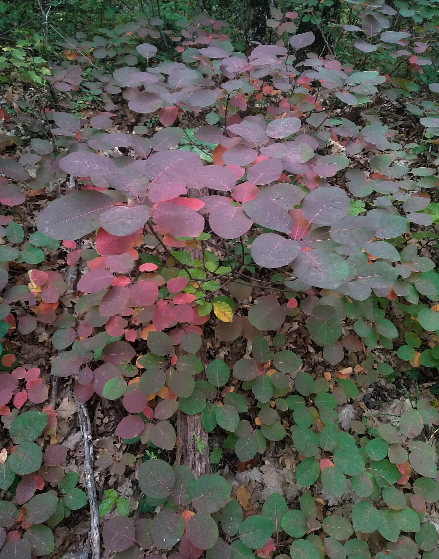 Image of Cotinus coggygria specimen.