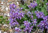 Oxytropis kusnetzovii