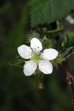 Rubus nessensis