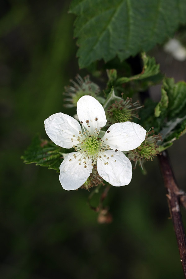 Изображение особи Rubus nessensis.