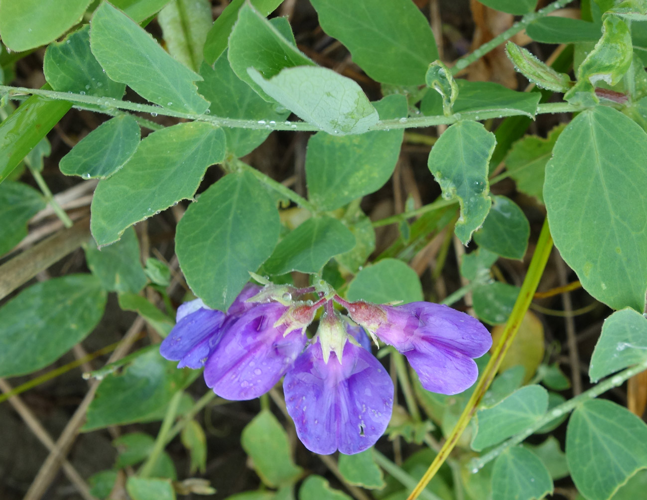 Image of Lathyrus japonicus specimen.