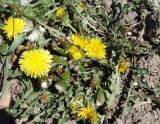 Taraxacum officinale. Цветущее и плодоносящее растение. Кыргызстан, Иссык-Кульская обл., Григорьевское ущелье. 31.05.2019.