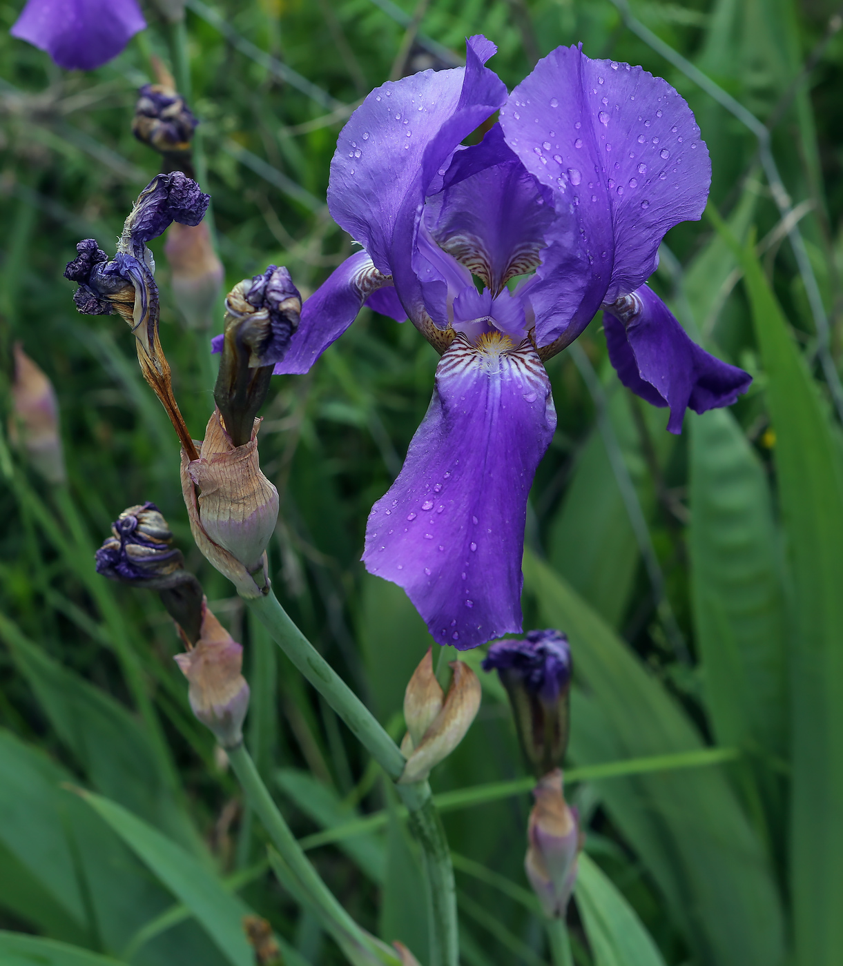 Image of Iris nyaradyana specimen.