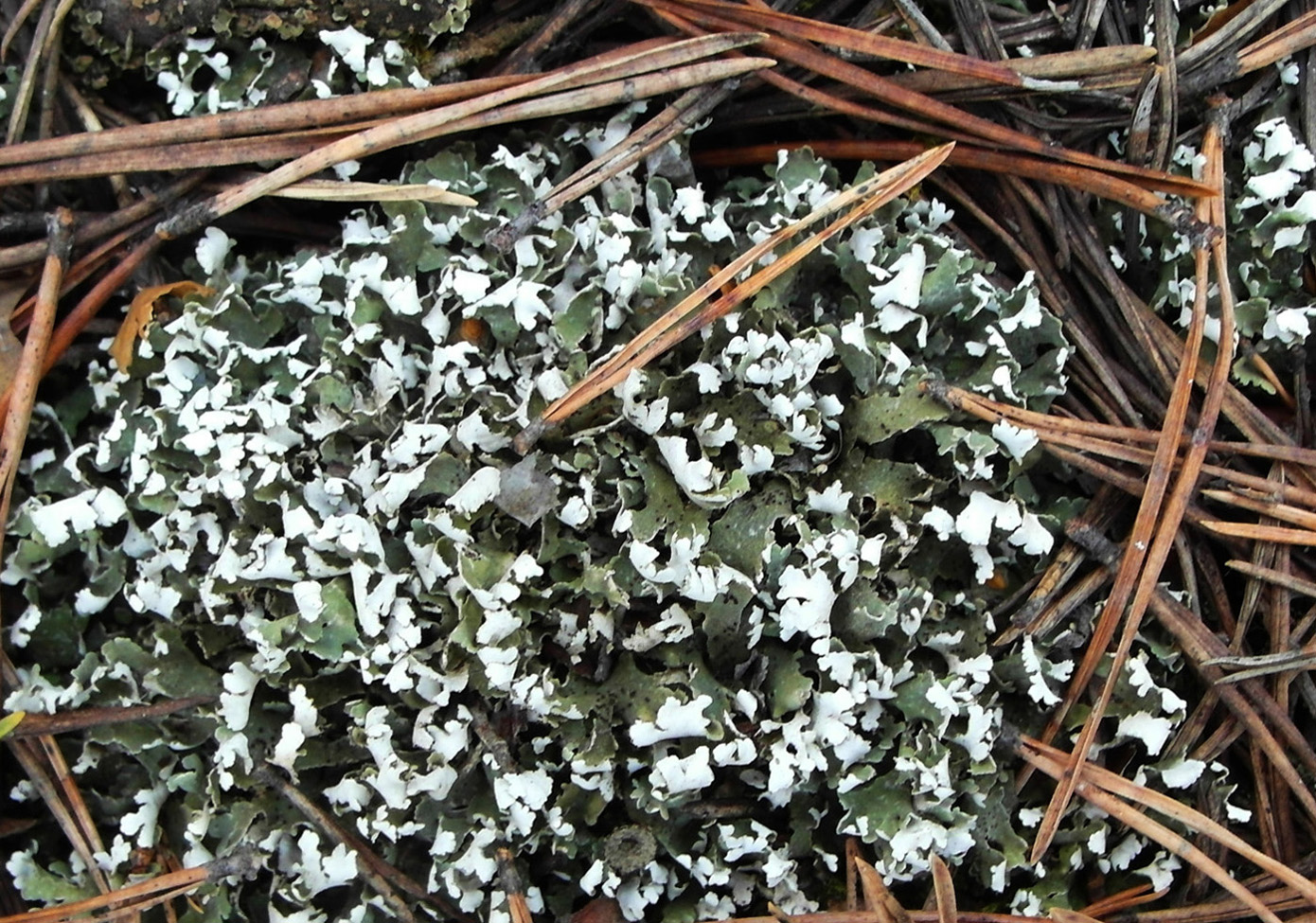 Image of Cladonia foliacea specimen.