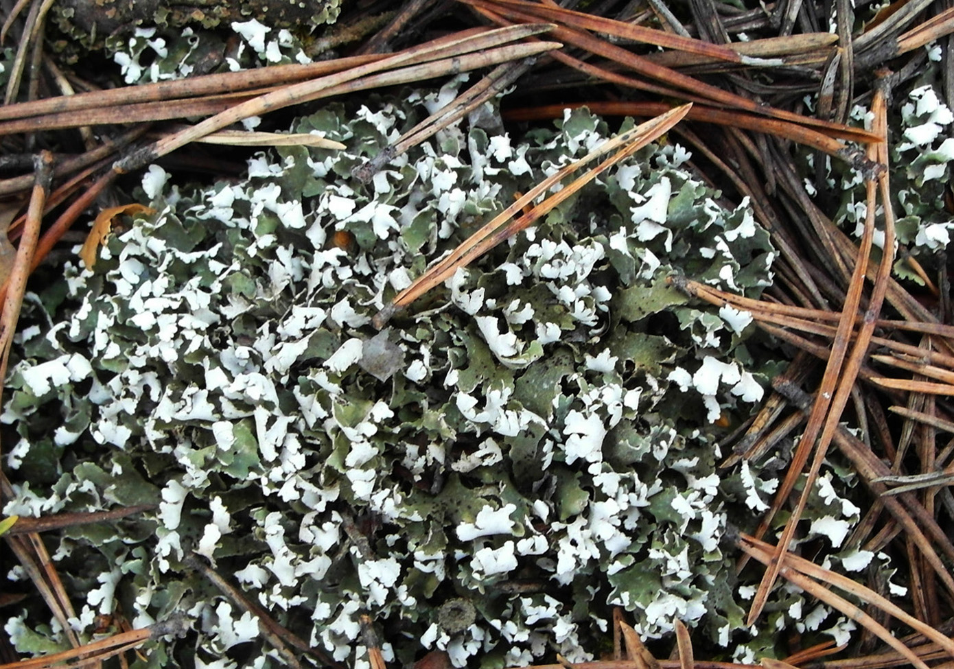 Изображение особи Cladonia foliacea.