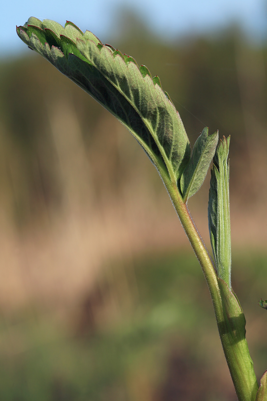 Image of Comarum palustre specimen.