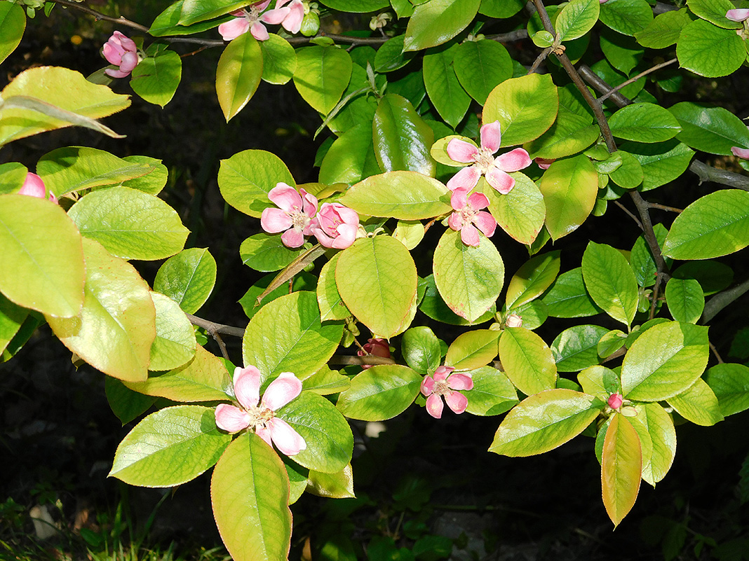 Изображение особи Pseudocydonia sinensis.