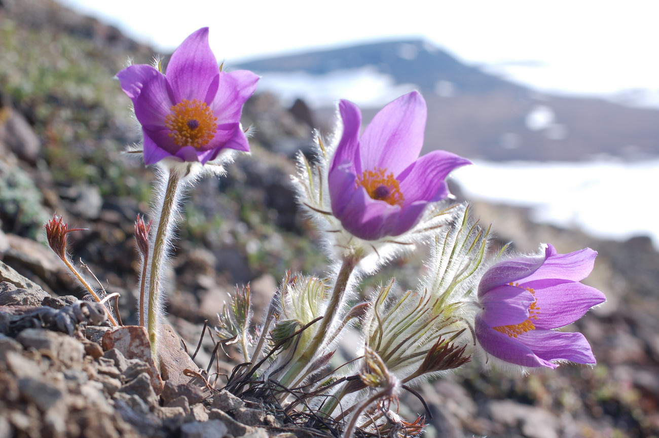 Изображение особи Pulsatilla multifida.