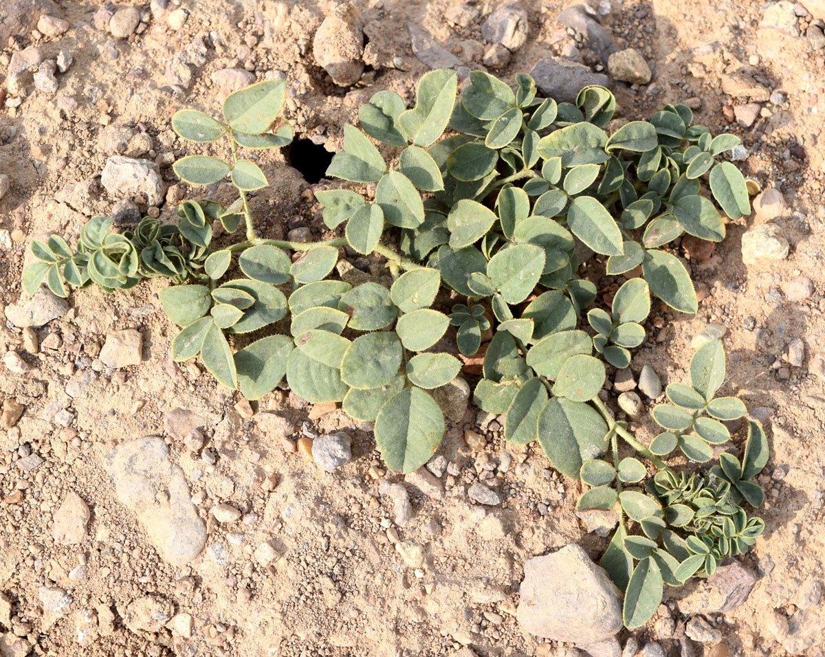 Изображение особи Glycyrrhiza hispida.