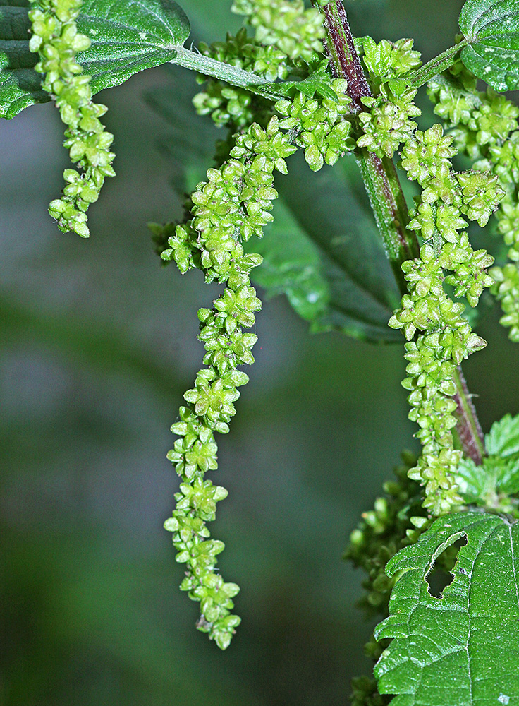 Image of Urtica angustifolia specimen.