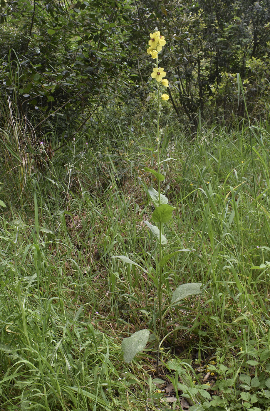 Image of Verbascum boerhavii specimen.