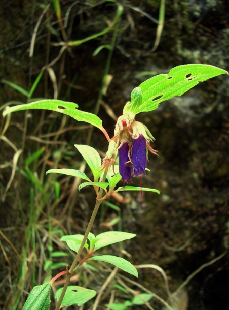 Image of Brachyotum quinquenerve specimen.