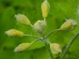 Chelidonium majus