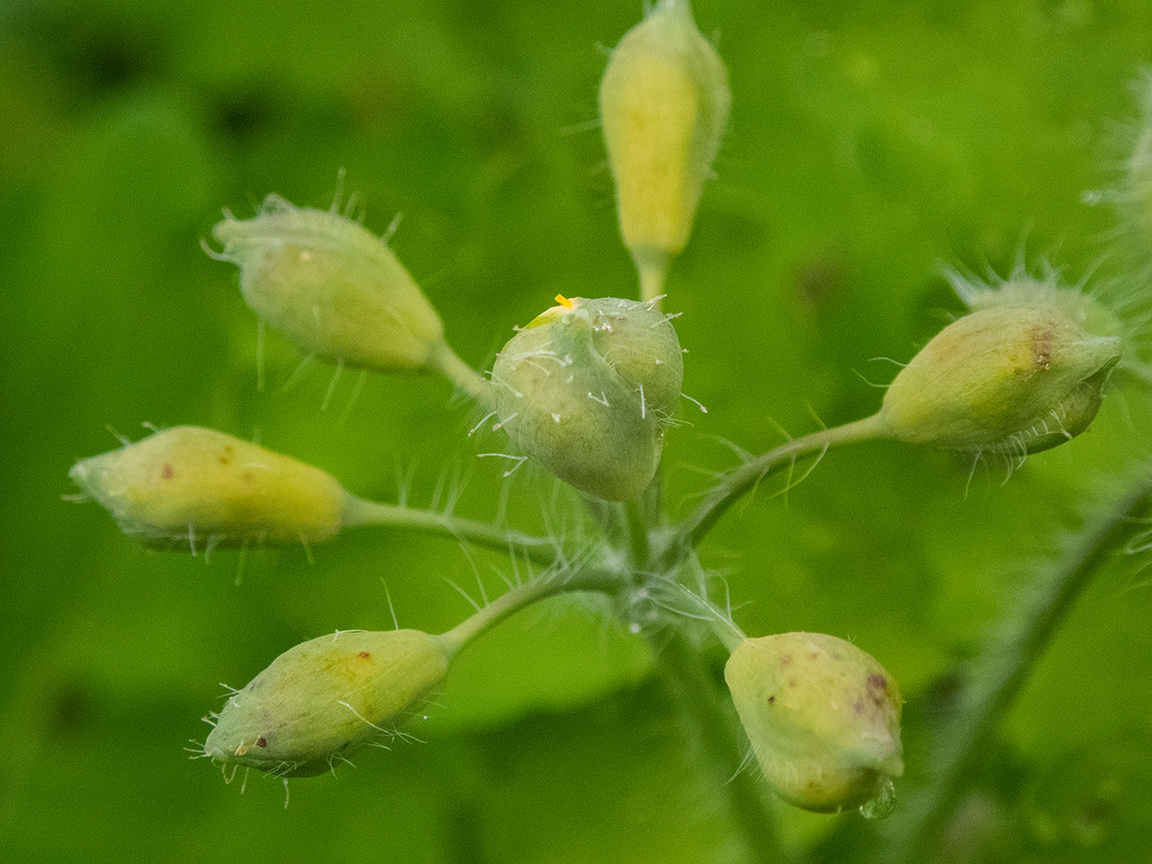 Изображение особи Chelidonium majus.