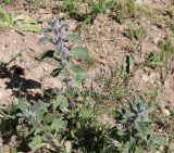 Marrubium plumosum