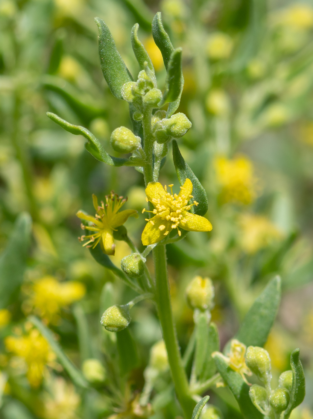 Изображение особи Tetragonia calycina.