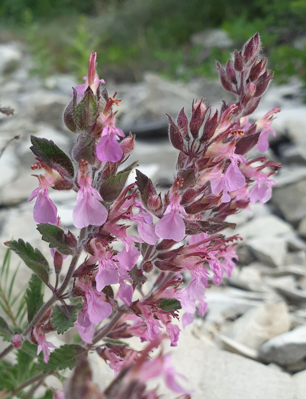 Image of Teucrium chamaedrys specimen.