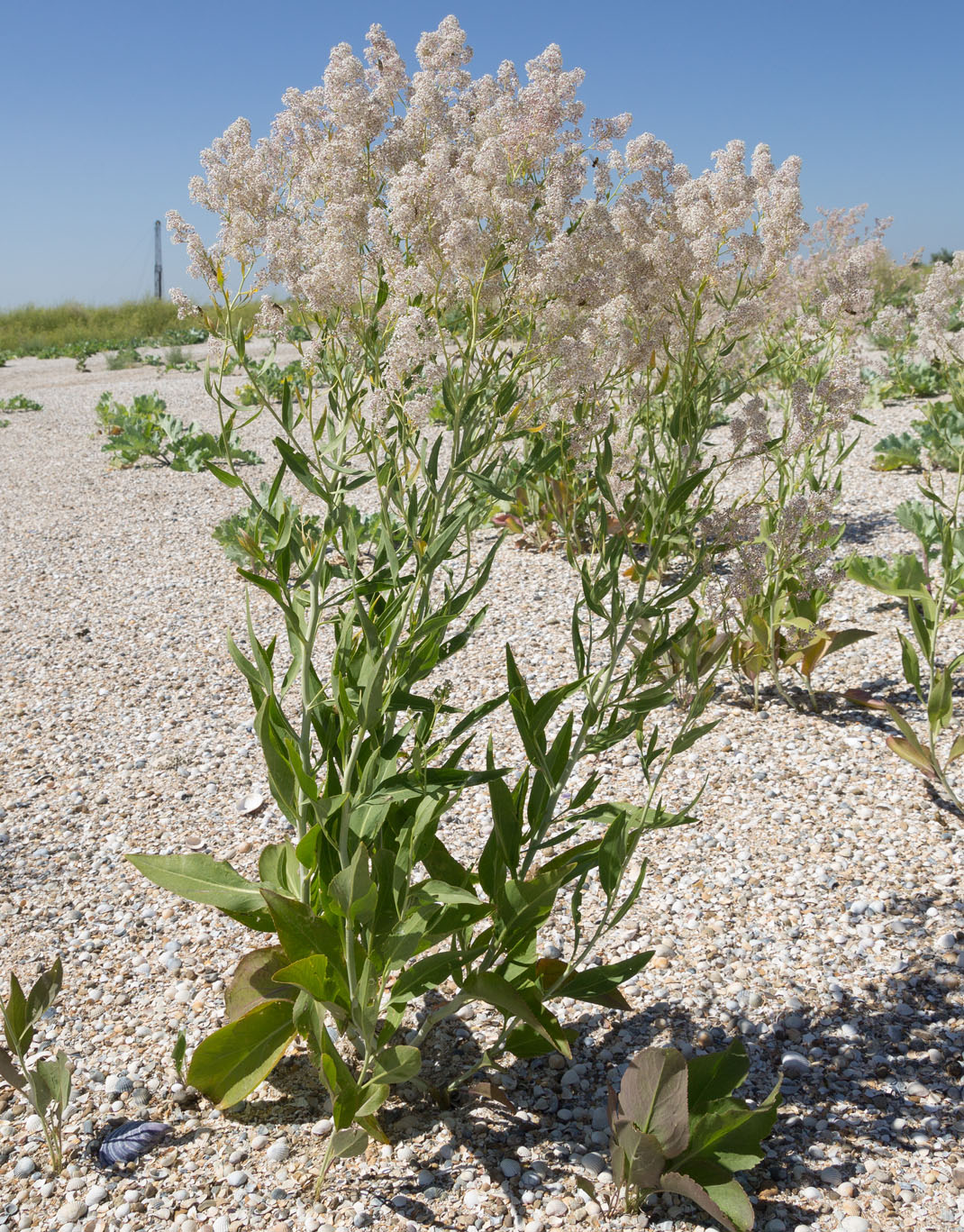 Image of Lepidium latifolium specimen.