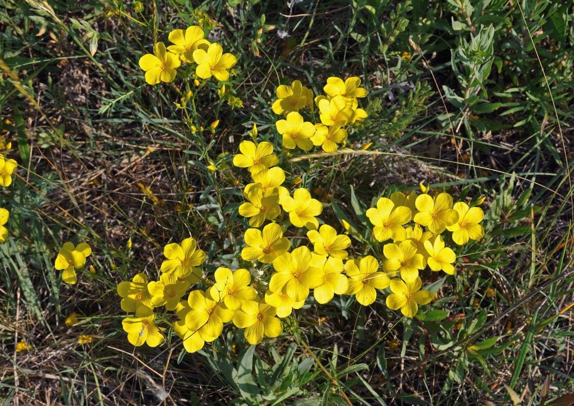 Image of Linum ucranicum specimen.