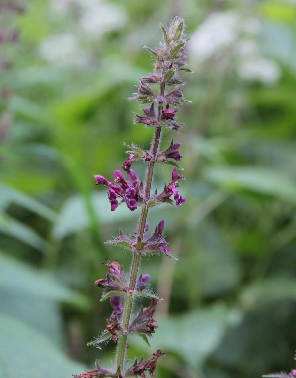 Image of Stachys sylvatica specimen.