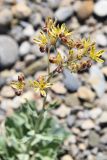 Haplophyllum versicolor. Соцветие. Таджикистан, Согдийская обл., Исфара, глинисто-щебнистый адыр. 4 мая 2019 г.