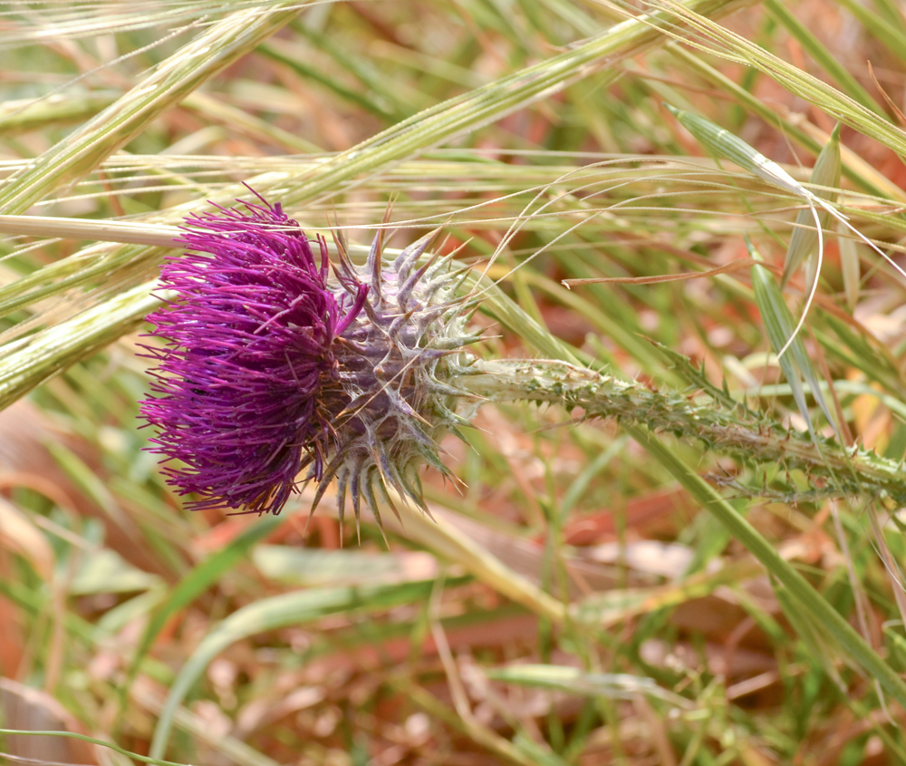 Image of Onopordum blancheanum specimen.