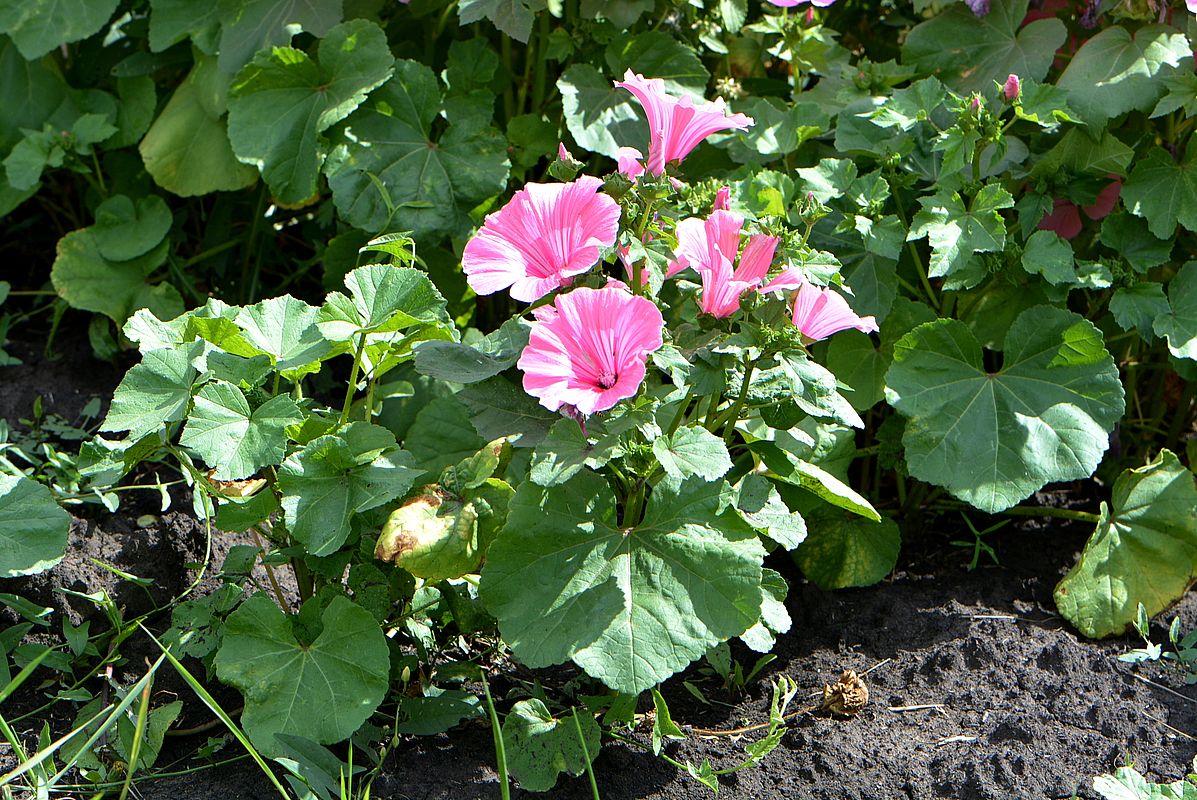 Image of Malva trimestris specimen.