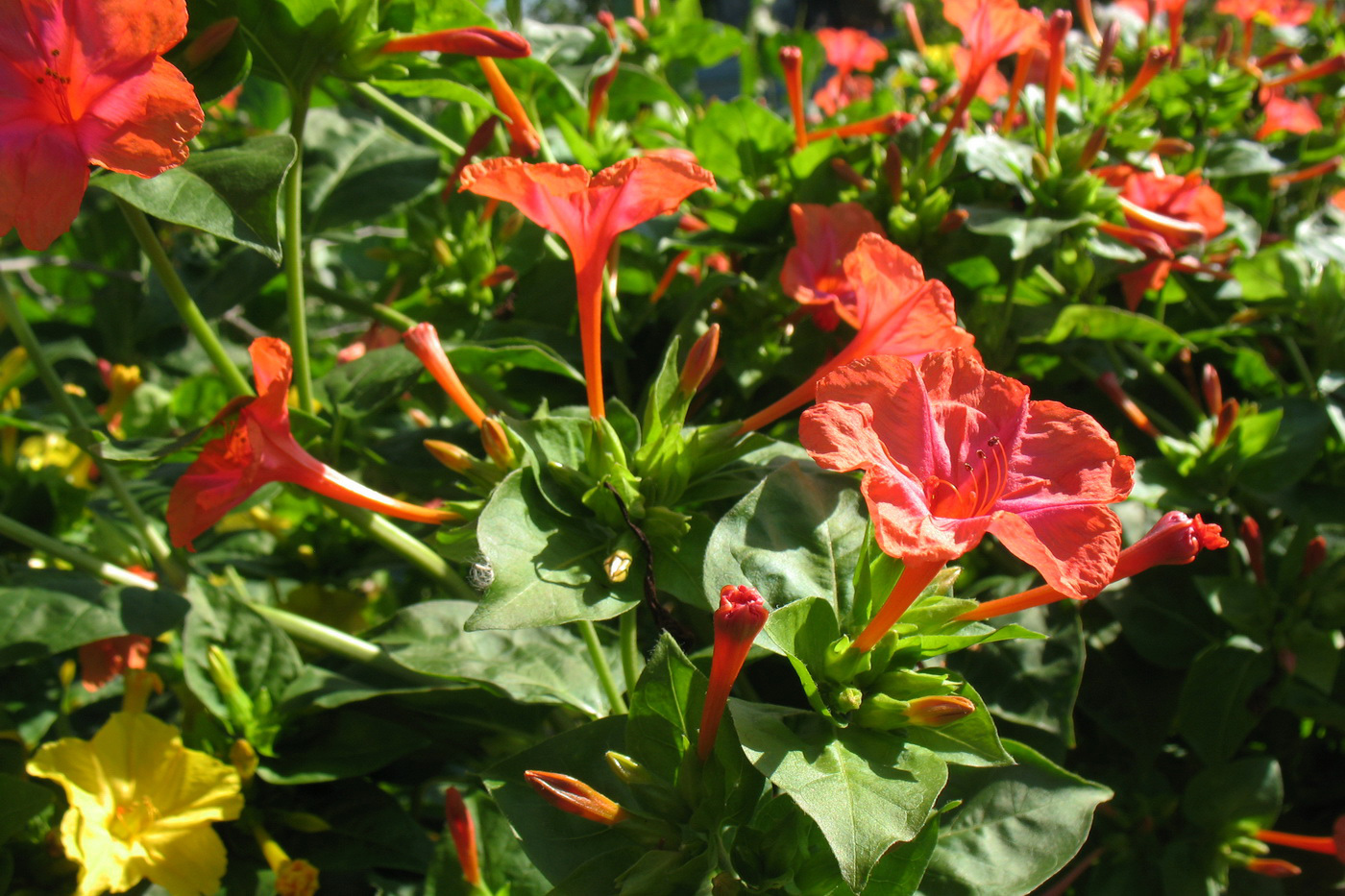 Изображение особи Mirabilis jalapa.