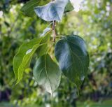 Malus baccata