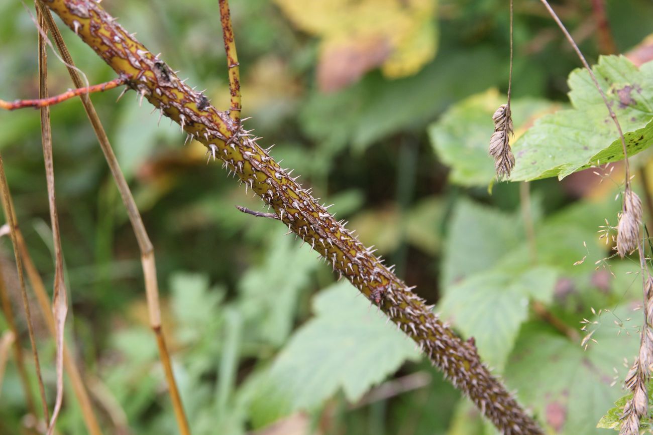 Image of genus Rosa specimen.