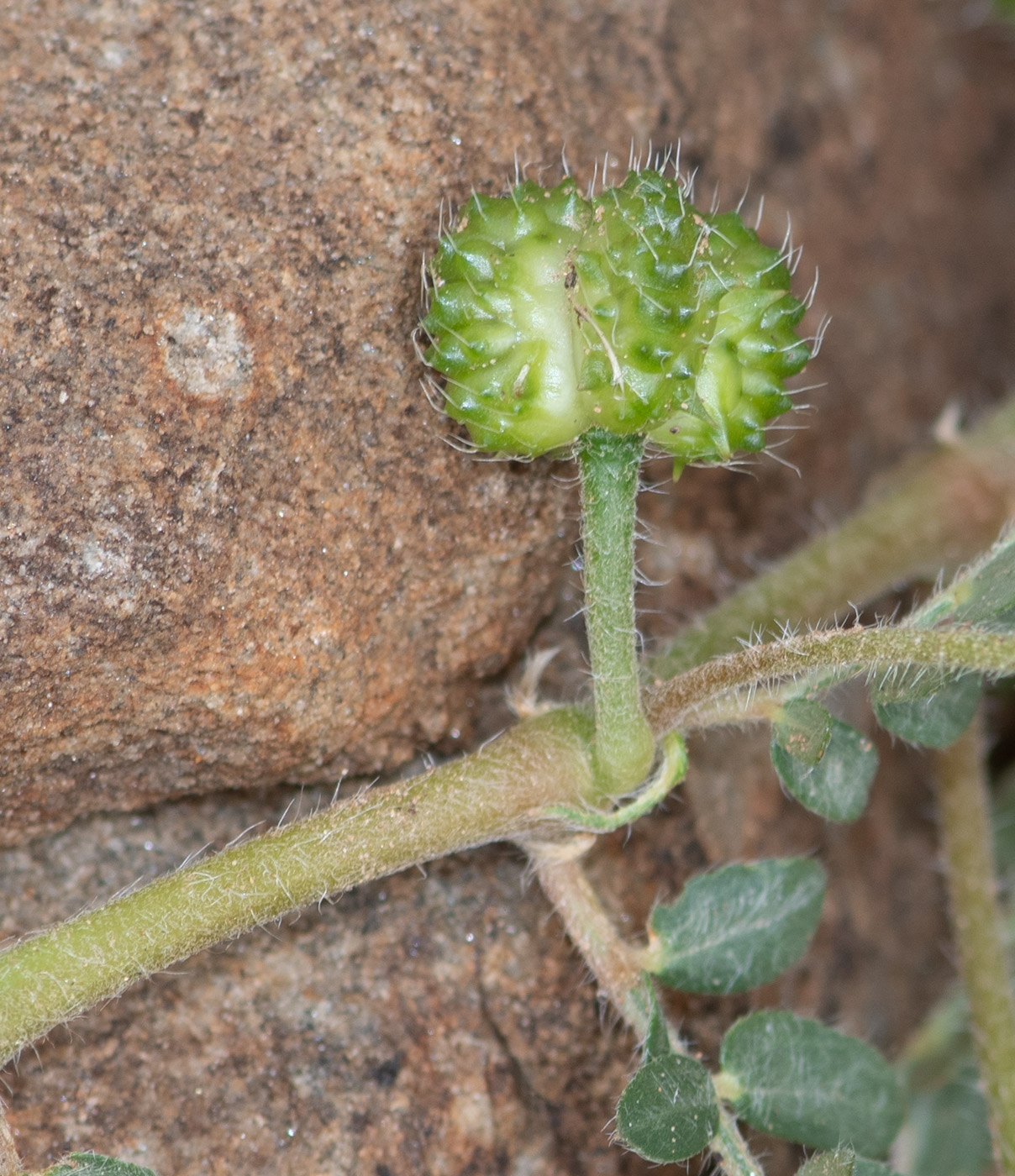 Image of Tribulus zeyheri specimen.