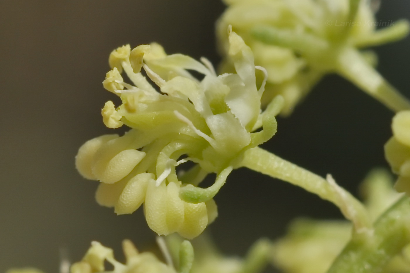 Image of Reseda lutea specimen.