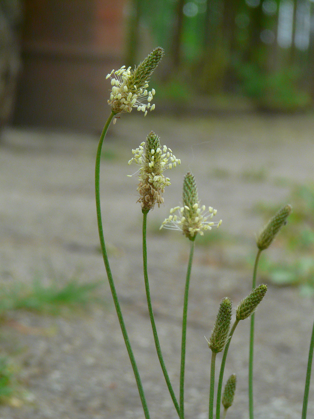 Изображение особи Plantago lanceolata.