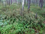 Ledum palustre. Плодоносящие растения в лесу возле дюны. Украина, Волынская обл., Ратновский р-н, северо-восточные окрестности с. Комарово. 26 июля 2010 г.