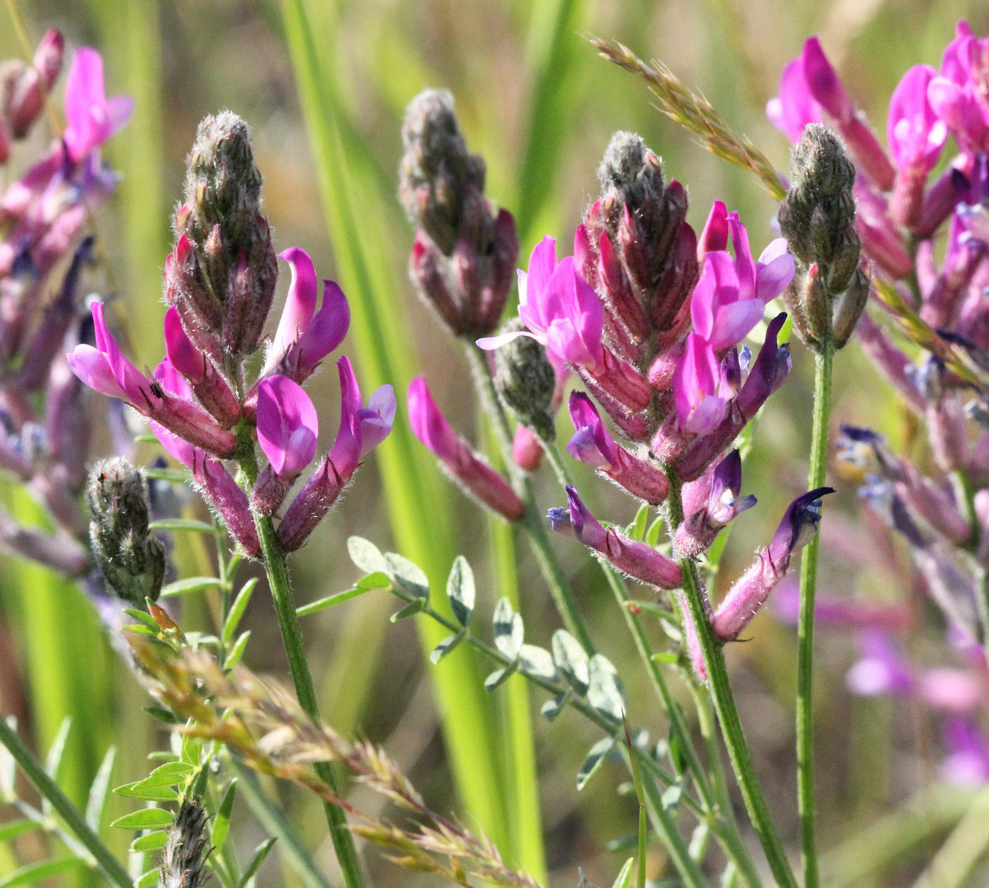 Image of Astragalus varius specimen.