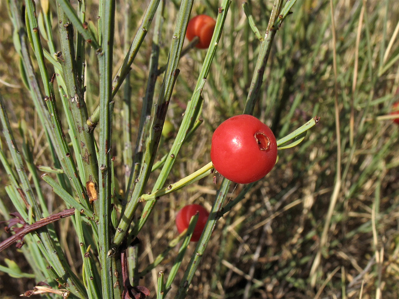 Image of Osyris alba specimen.