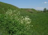 Aconogonon diffusum. Цветущая куртина. Красноярский край, Минусинский р-н, окр. с. Кавказское, заказник \"Кавказский Бор\", долинно-овражистый комплекс р. Диссос, склон со степной растительностью. 25.05.2020.