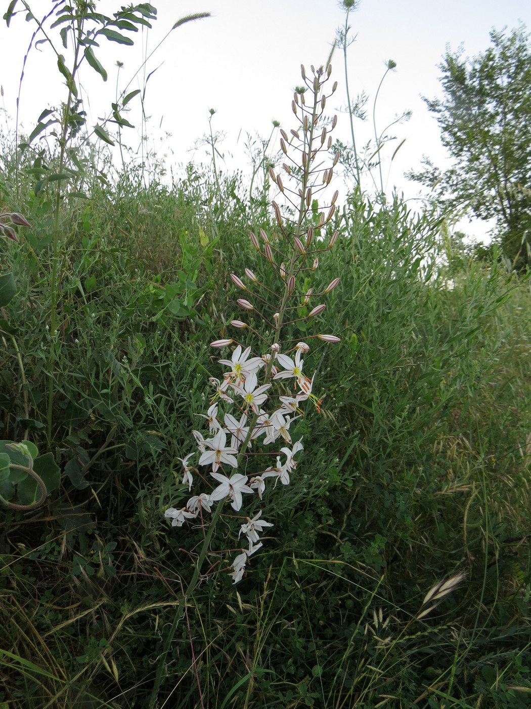 Изображение особи Eremurus bucharicus.