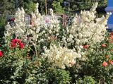 Yucca gloriosa