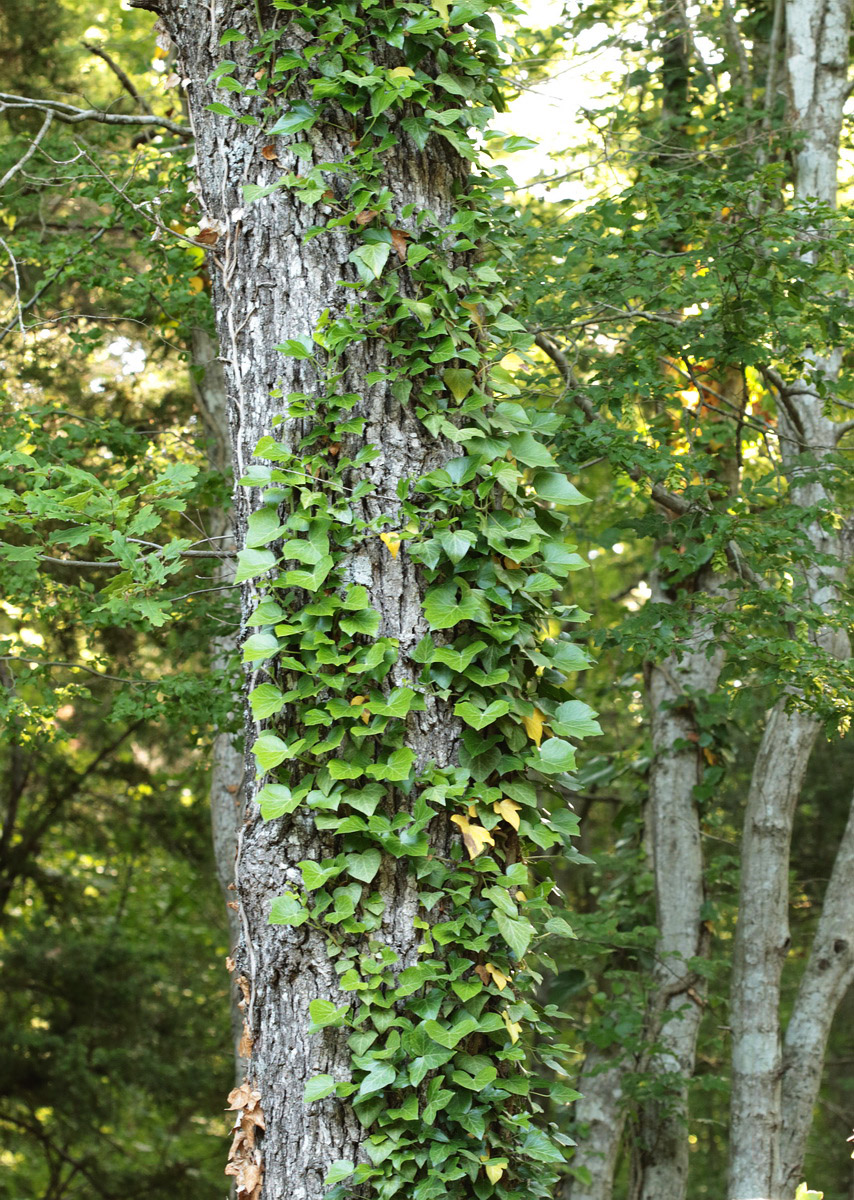 Изображение особи Hedera helix.