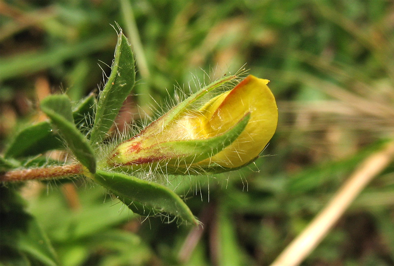 Image of Lotus edulis specimen.