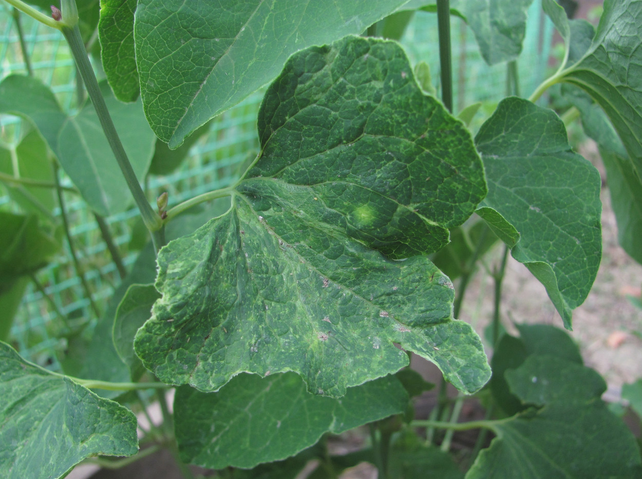 Image of Aristolochia clematitis specimen.