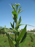 Camelina sylvestris