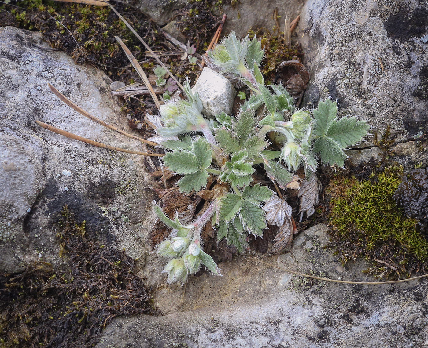 Image of Potentilla kuznetzowii specimen.