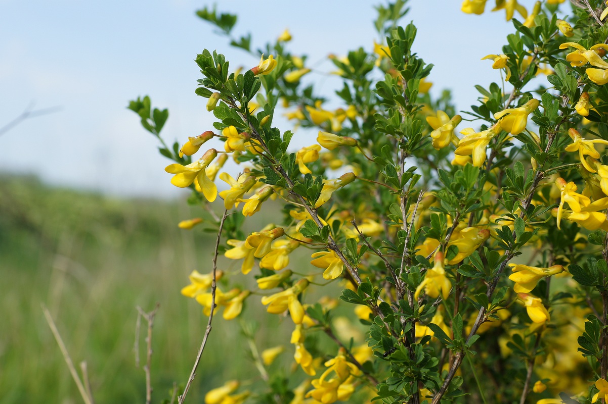 Image of Caragana frutex specimen.