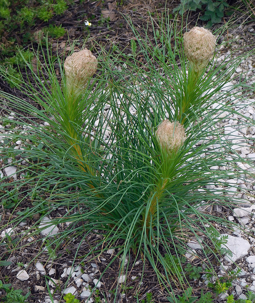 Image of Asphodeline taurica specimen.