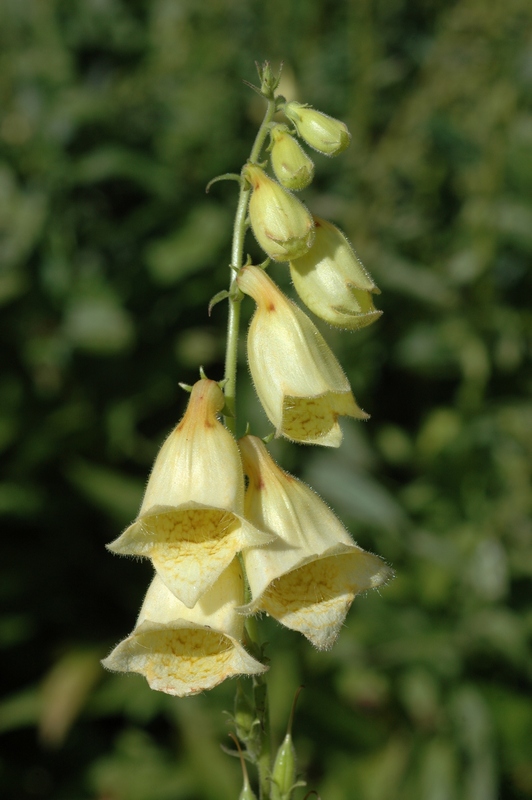 Изображение особи Digitalis grandiflora.