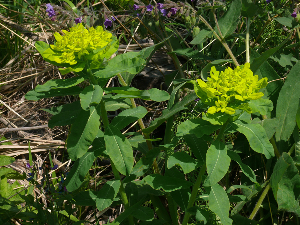 Изображение особи Euphorbia pilosa.